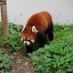 レッサーパンダ