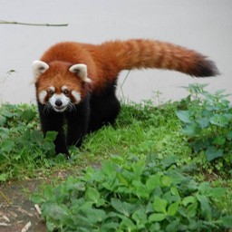 レッサーパンダ
