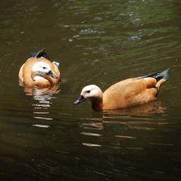 カモ