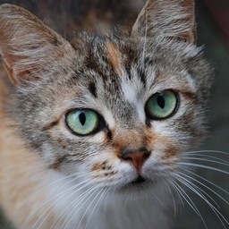 猫・茶太子