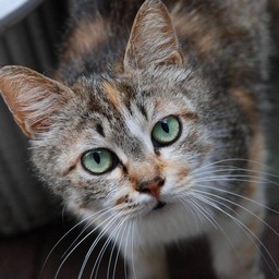 猫・茶太子
