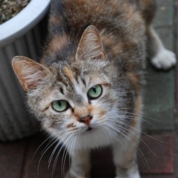 猫・茶太子