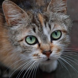 猫・茶太子