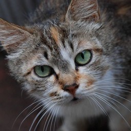 猫・茶太子
