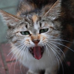 猫・茶太子