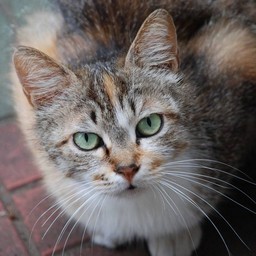 猫・茶太子