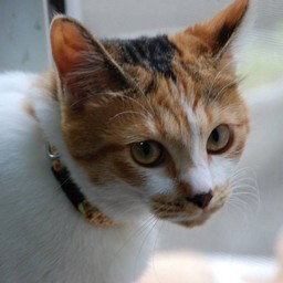 猫・シー