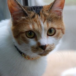 猫・シー