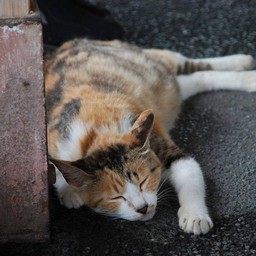 猫