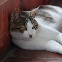 猫