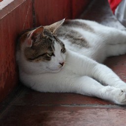 猫