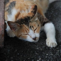 猫