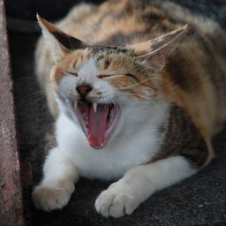 猫