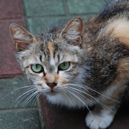 猫・茶太子