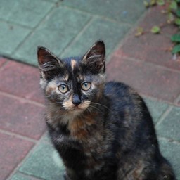 猫・ナツ