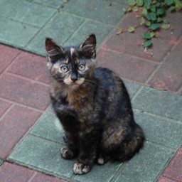 猫・ナツ