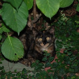 猫・ナツ