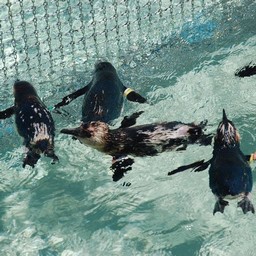 ペンギン