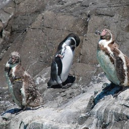 ペンギン