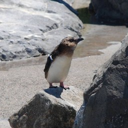 ペンギン