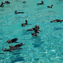 ペンギン