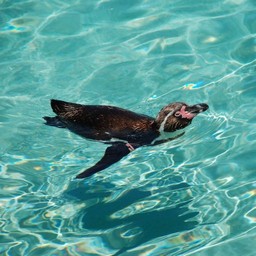 ペンギン