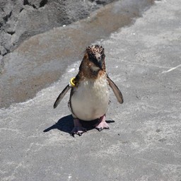 ペンギン