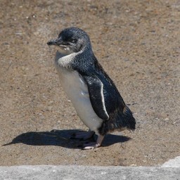 ペンギン