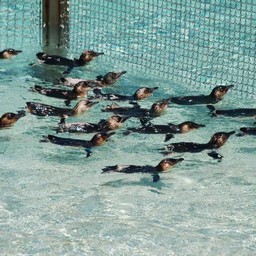 ペンギン