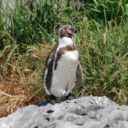 ペンギン