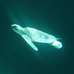 カメ