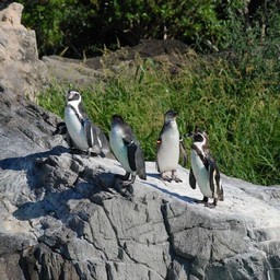ペンギン