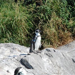 ペンギン