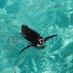 ペンギン
