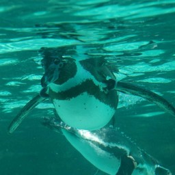 ペンギン