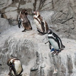 ペンギン