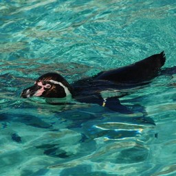 ペンギン