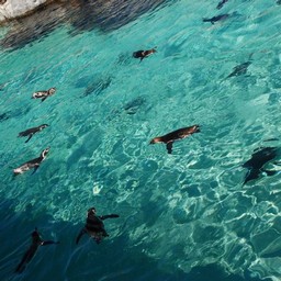 ペンギン