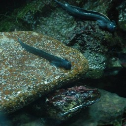 魚