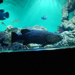 魚