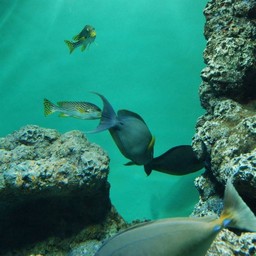魚