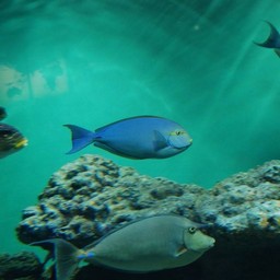 魚
