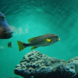 魚