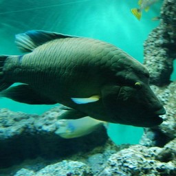 魚