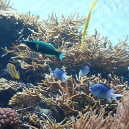 魚