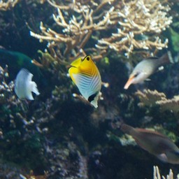 魚