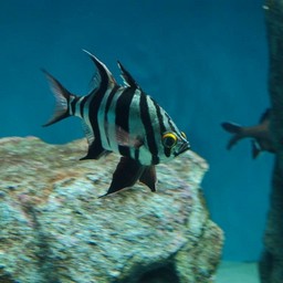 魚