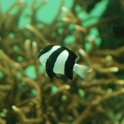 魚