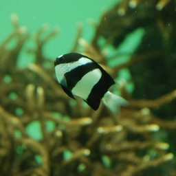 魚
