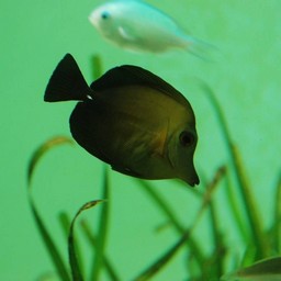 魚